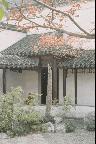  银杏[节选]